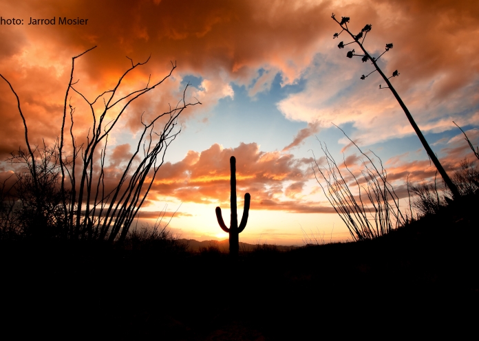 Tucson desert