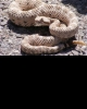 Rattlesnake